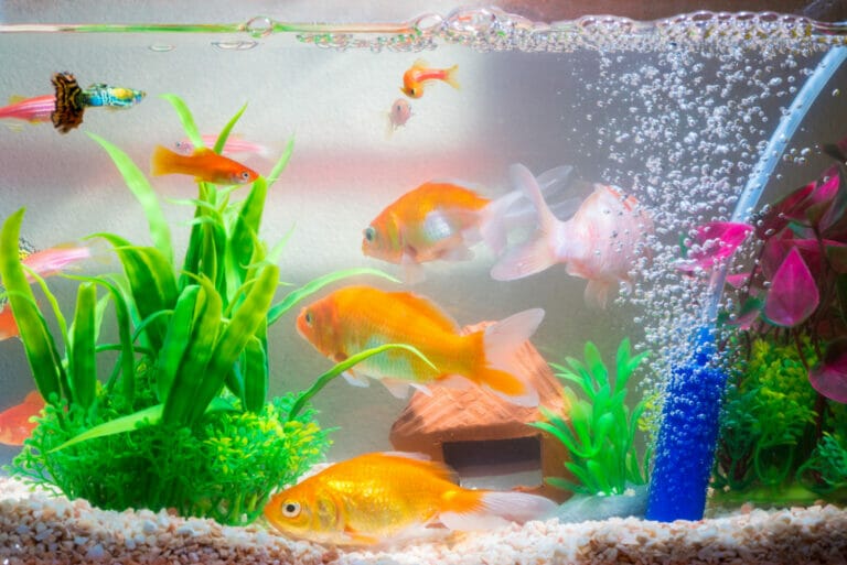 tester niveau de sel dans l'eau de l'aquarium