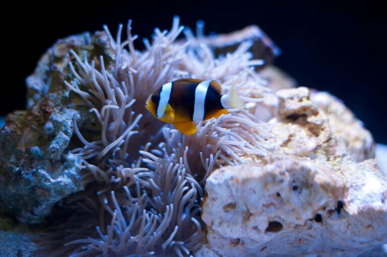 Vérifier le niveau de salinité de l'eau dans un aquarium