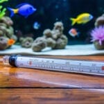 découvrez la valeur idéale à indiquer sur votre réfractomètre pour assurer la santé optimale de votre aquarium d'eau salée. obtenez des conseils pratiques pour maintenir l'équilibre salin et favoriser le bien-être de vos poissons et coraux.